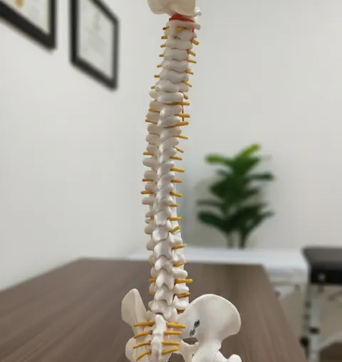An anatomical model of the lower spine and pelvis, standing on a wooden desk. A folding treatment table with chrome legs stands against the wall behind it, beside two framed certificates.